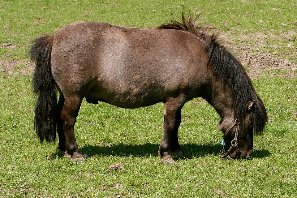 Mini ló legel a zöld mezőn